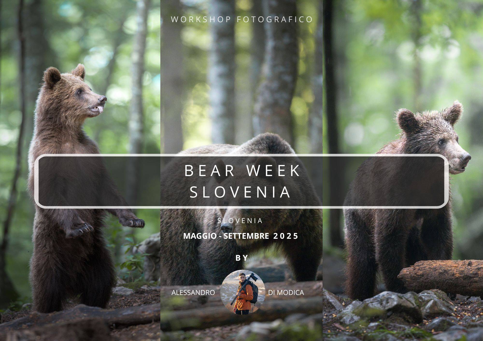 BEAR WEEK SLOVENIA MAY - SEPTEMBER 2025